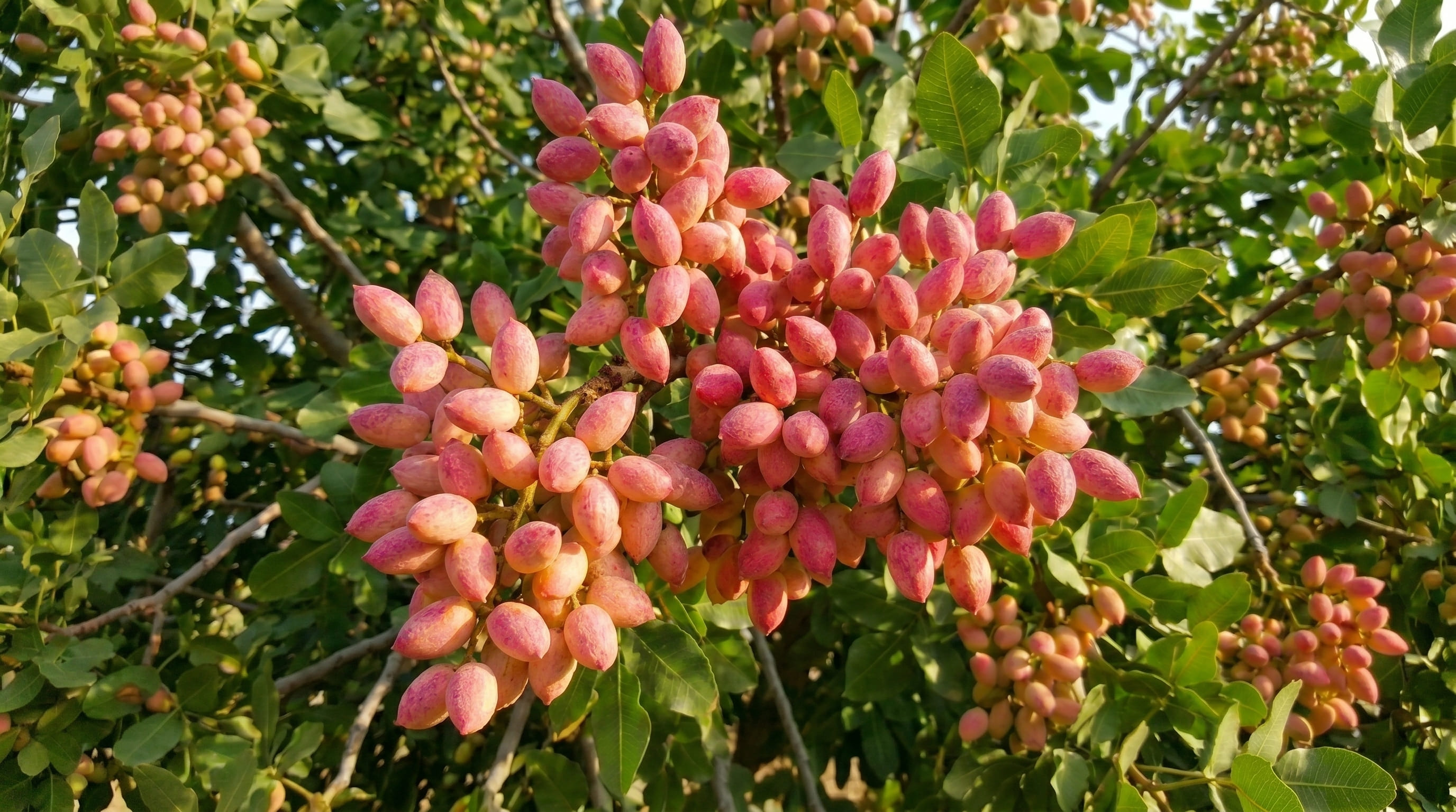 Pistachio clusters on the tree