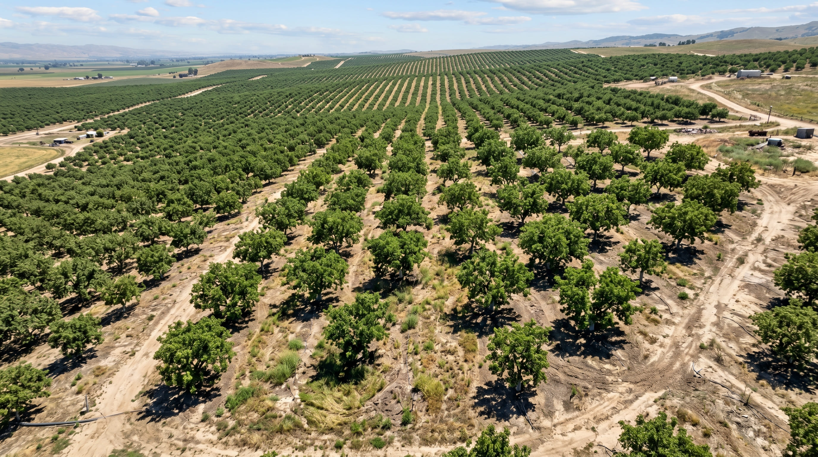 Aerial view of pistachio orchards